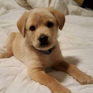 Meet your Posher, Shirley